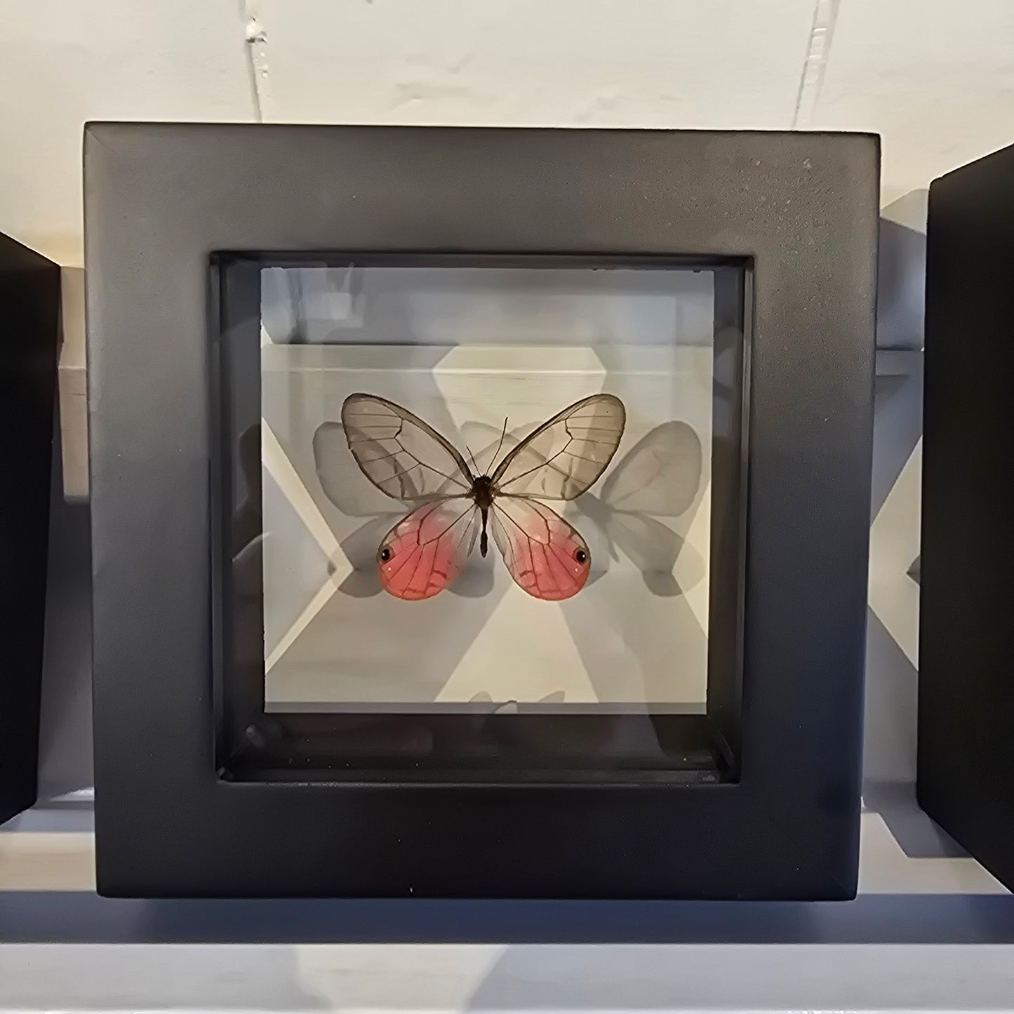 Blushing Phantom Butterfly Shadow Box Frame