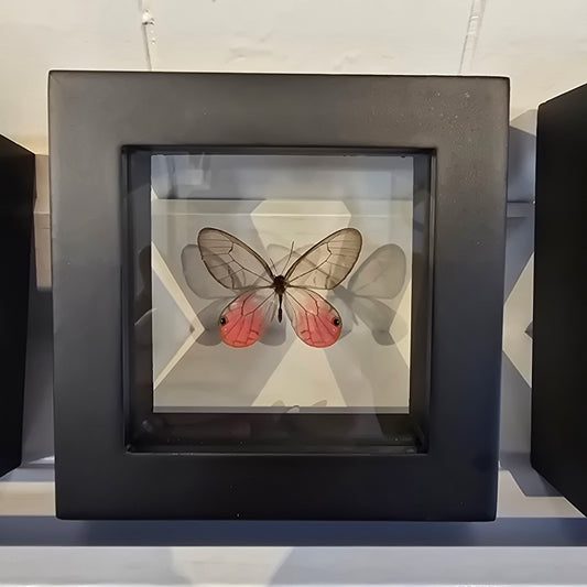Blushing Phantom Butterfly Shadow Box Frame