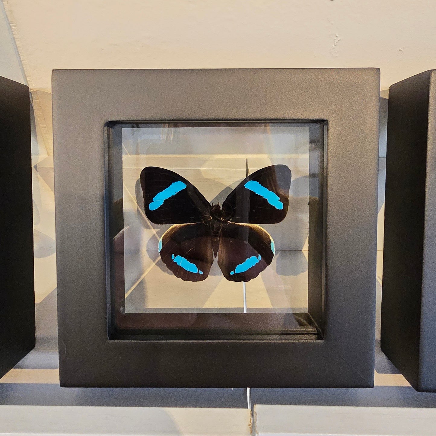 Hewitson's Olivewing Butterfly Shadow Box Frame