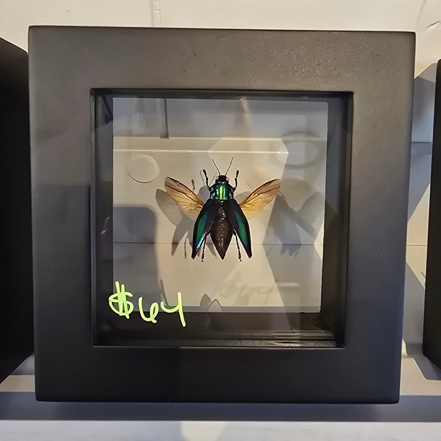 Rainbow Jewel Beetle Shadow Box Frame