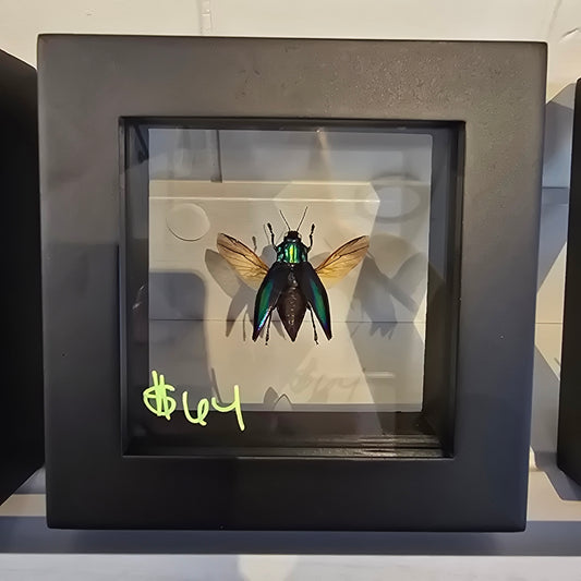 Rainbow Jewel Beetle Shadow Box Frame