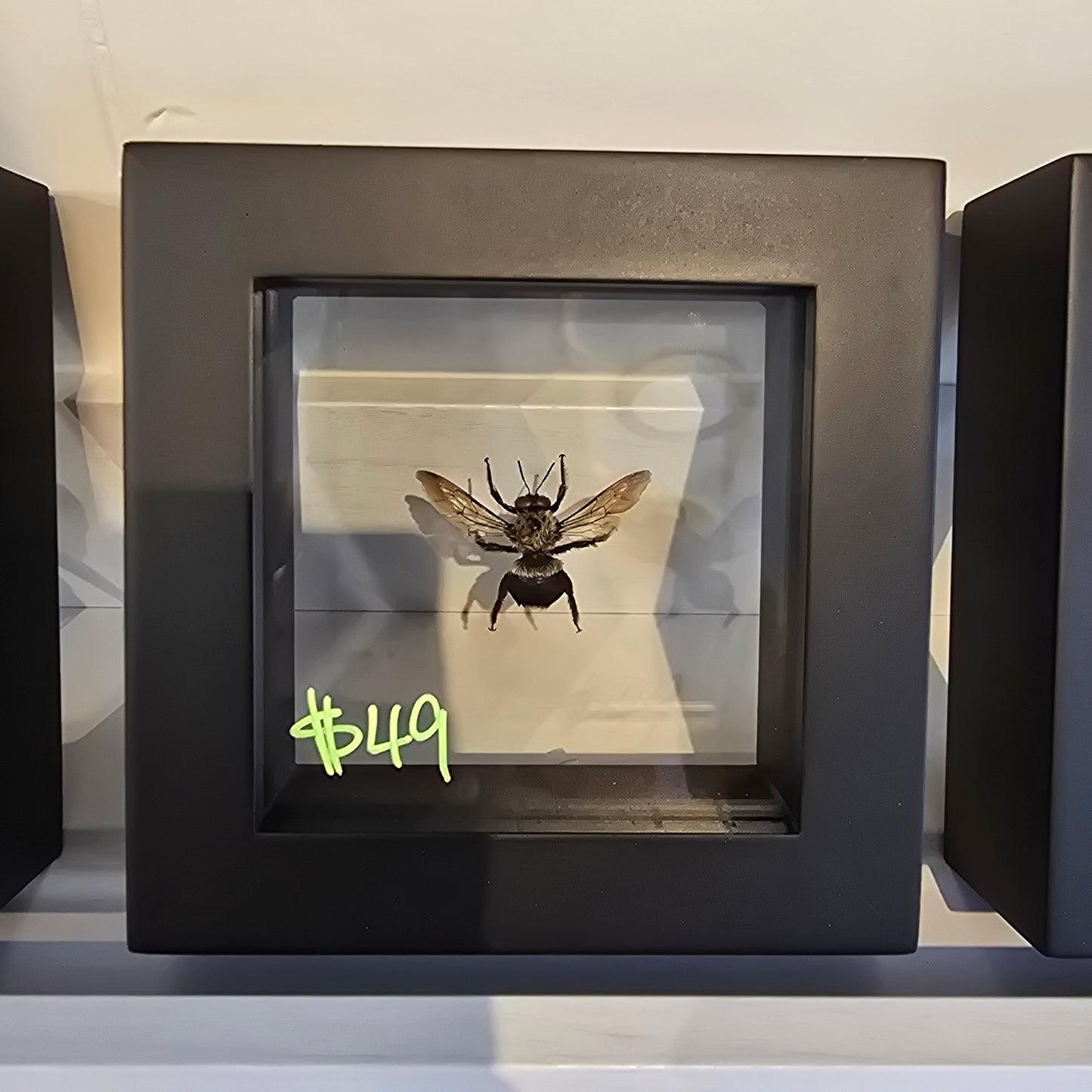 Eastern Carpenter Bee Shadow Box Frame