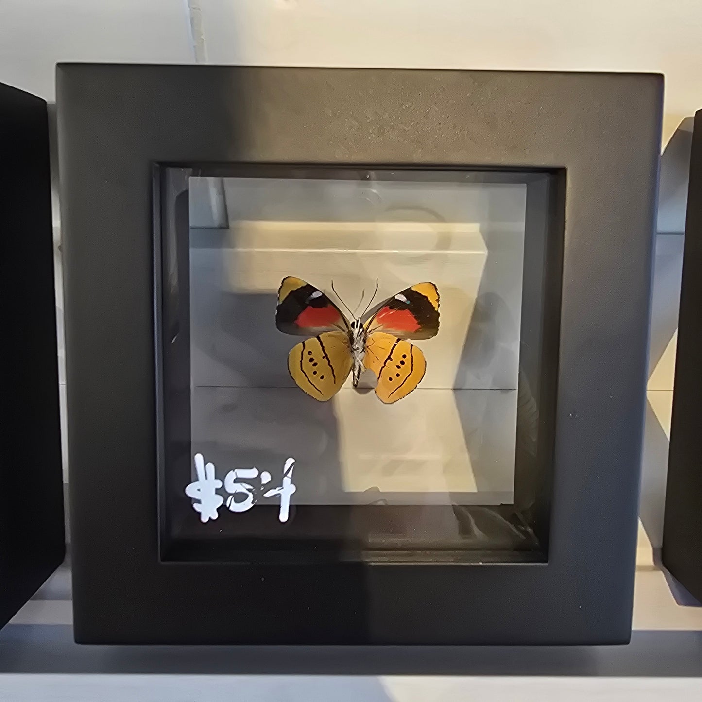 Humboldt's Perisama Butterfly Shadow Box Frame