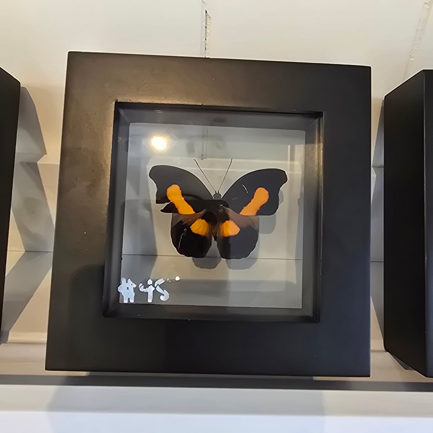 Orange-Banded Shoemaker Butterfly Shadow Box Frame