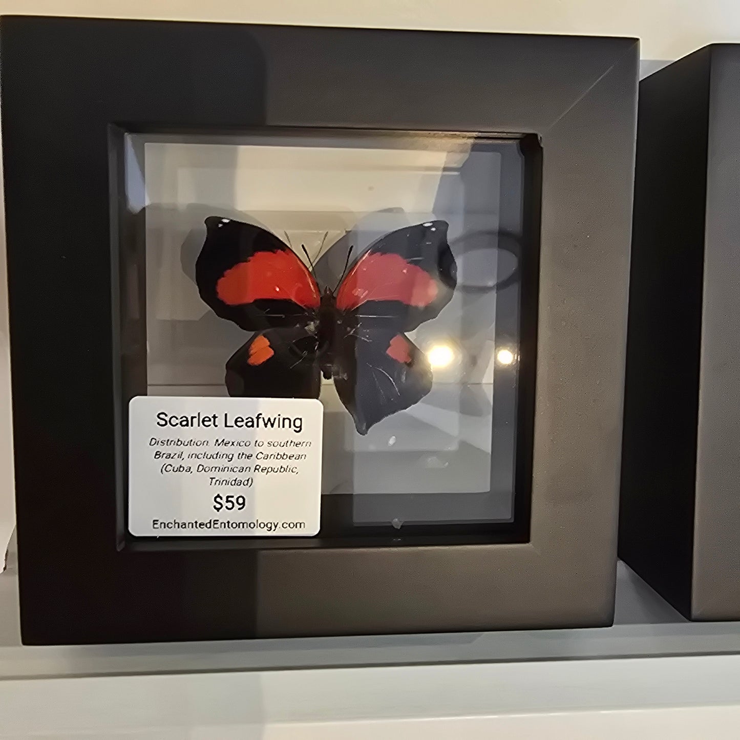 Scarlet Leafwing Butterfly Shadow Box Frame