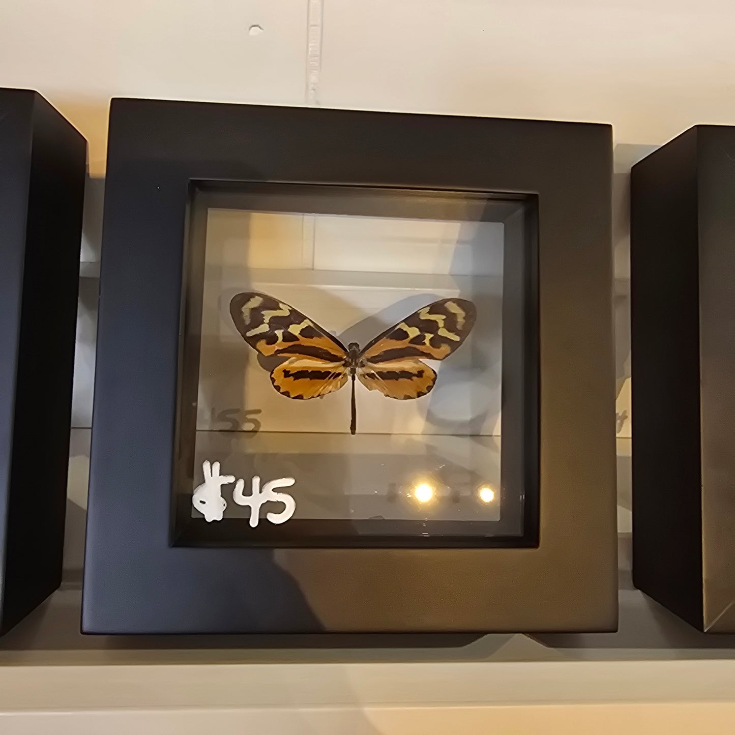 Variable Tigerwing Butterfly Shadow Box Frame