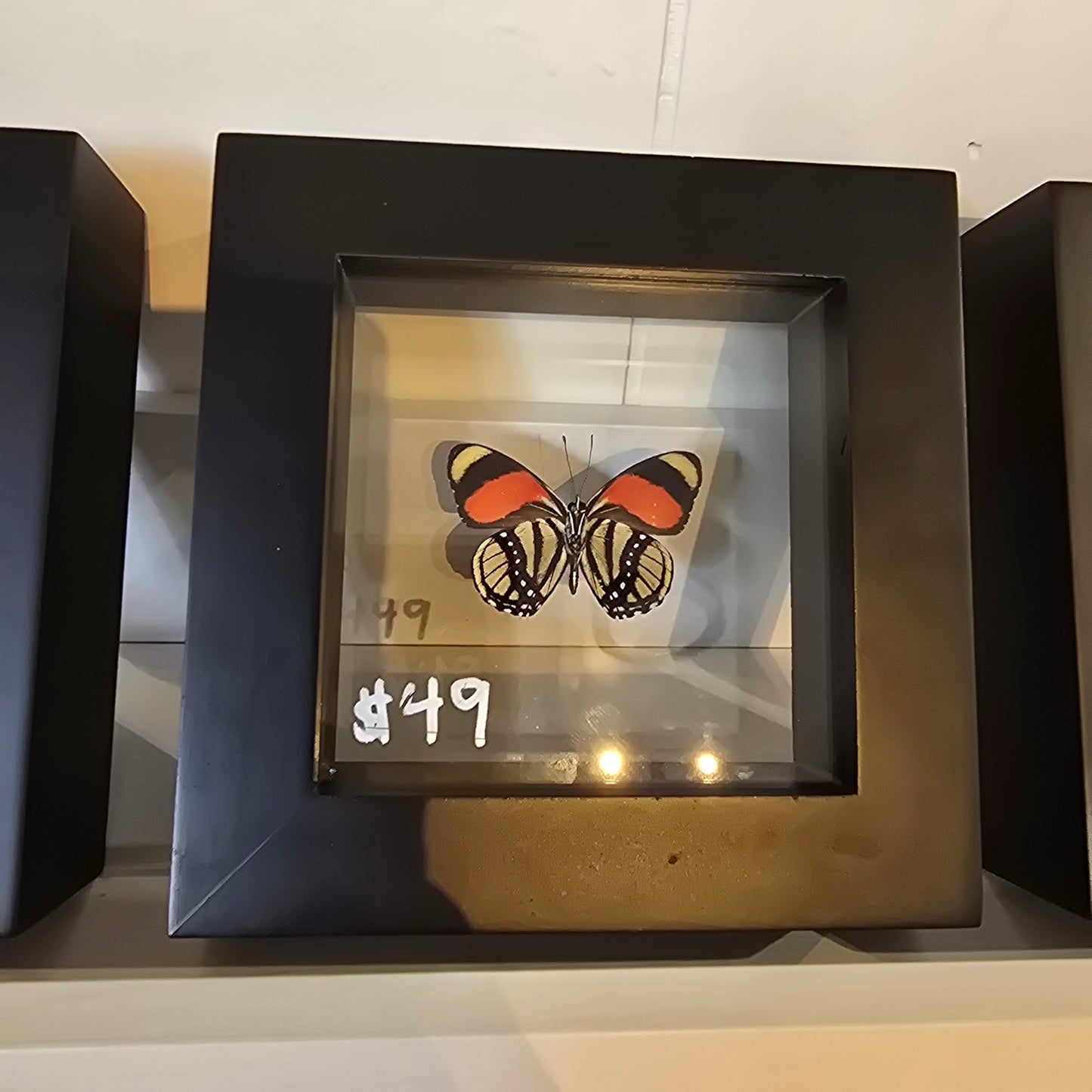 Eight Spotted Numberwing Butterfly Shadow Box Frame