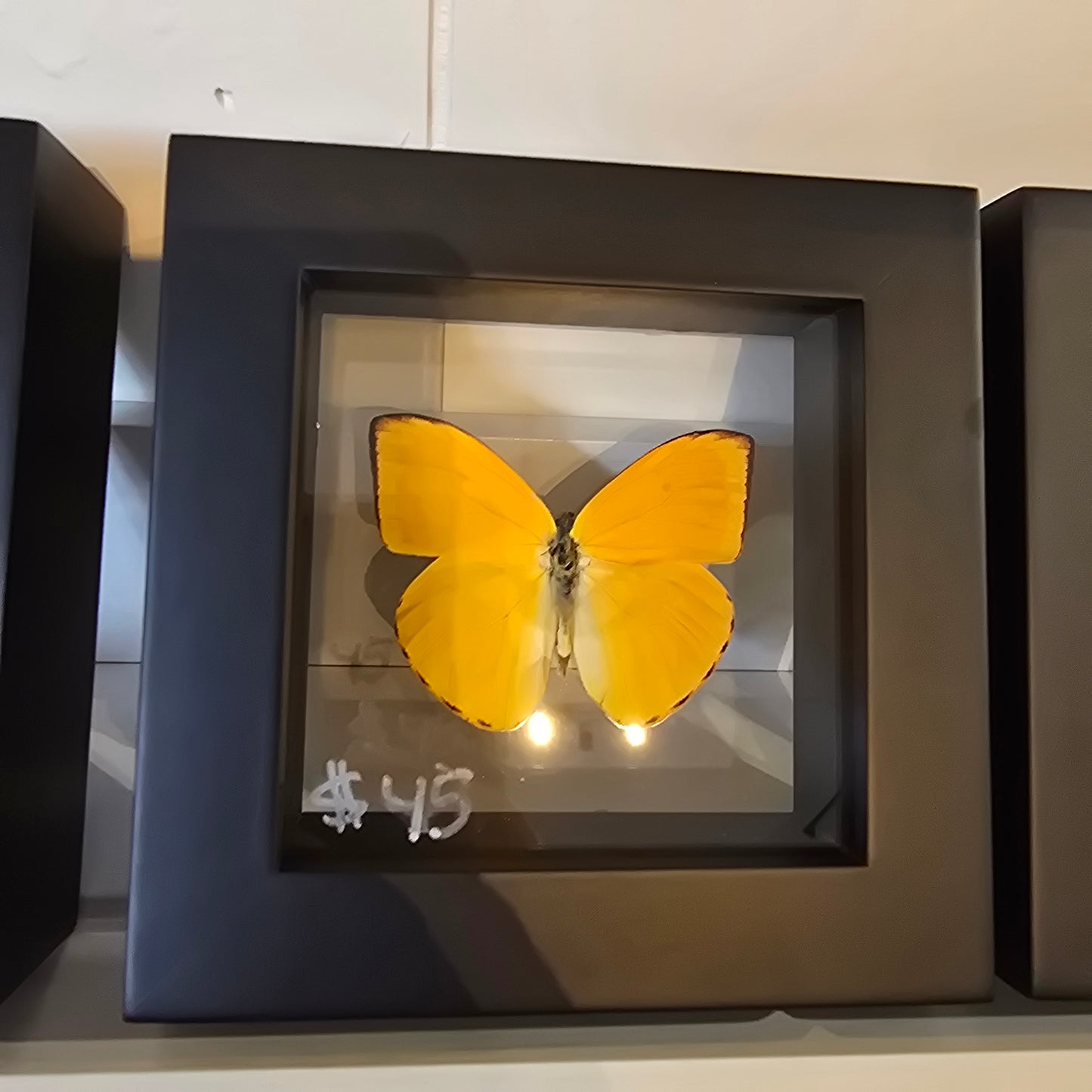 Apricot Sulphur Butterfly Shadow Box Frame