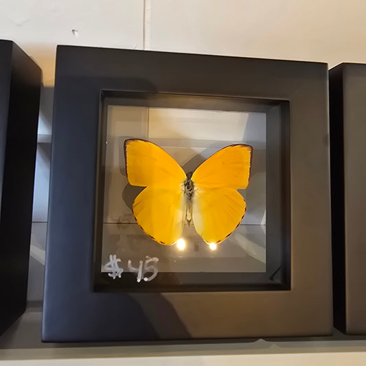 Apricot Sulphur Butterfly Shadow Box Frame