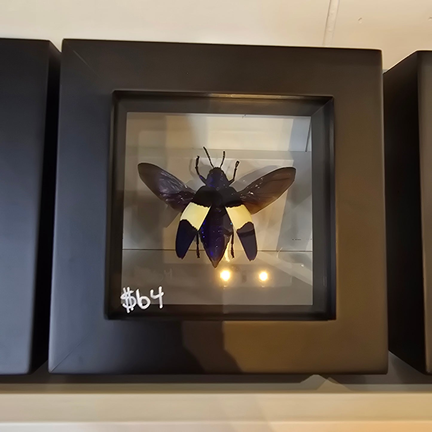 Metallic Wood-Boring Beetle Shadow Box Frame