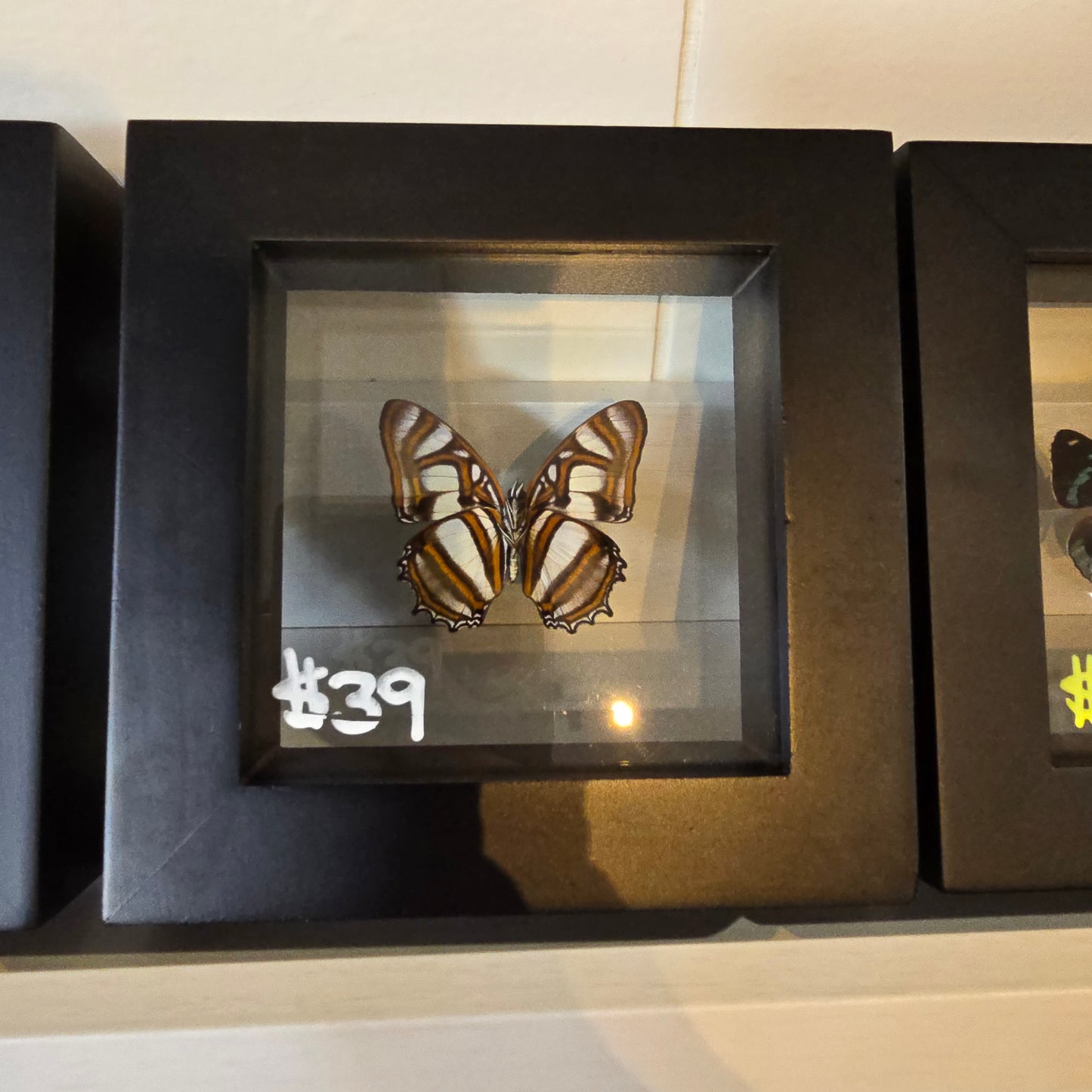 No Common Name Shadow Box Frame