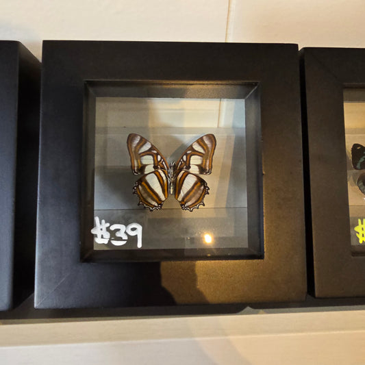 No Common Name Shadow Box Frame