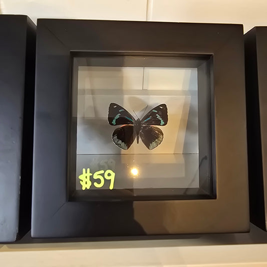 Silver Butterfly Shadow Box Frame