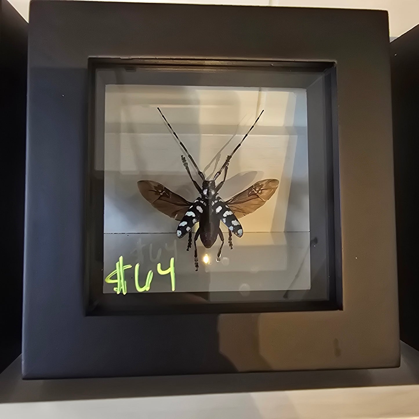 Long-Horned Beetle Shadow Box Frame