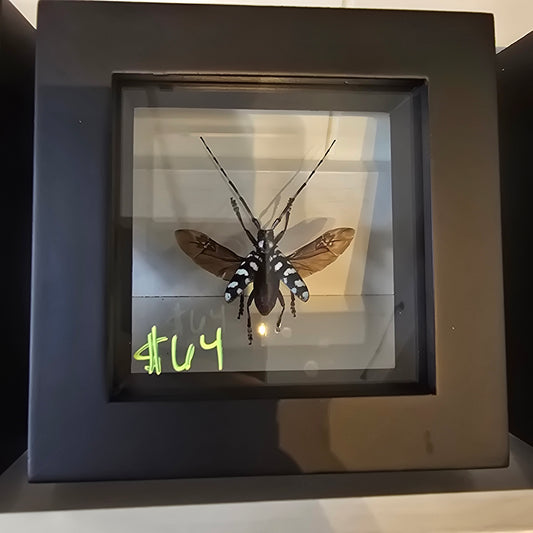 Long-Horned Beetle Shadow Box Frame