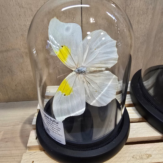 White-Angled Sulfur Butterfly Cloche Dome