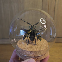 Load and play video in Gallery viewer, Long Horned Beetle
