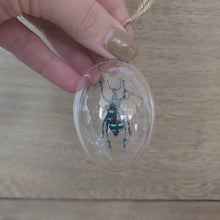 Load and play video in Gallery viewer, Blue Banded Weevil Ornament
