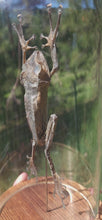 Load and play video in Gallery viewer, Borneo Eared Frog
