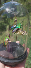 Load and play video in Gallery viewer, Striped Love Beetle Pair
