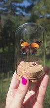 Load and play video in Gallery viewer, Small dome with real preserved butterfly.
