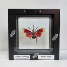 Load image into Gallery viewer, Blood-red Lanternfly Shadow Box Frame
