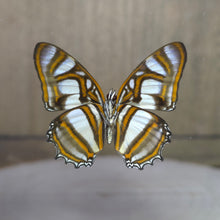 Load image into Gallery viewer, Metamorpha Butterfly Shadow Box Frame
