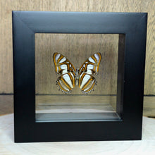 Load image into Gallery viewer, Metamorpha Butterfly Shadow Box Frame
