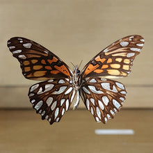 Load image into Gallery viewer, Mexican Silverspot Butterfly Shadow Box Frame
