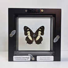 Load image into Gallery viewer, Metamorpha Butterfly Shadow Box Frame

