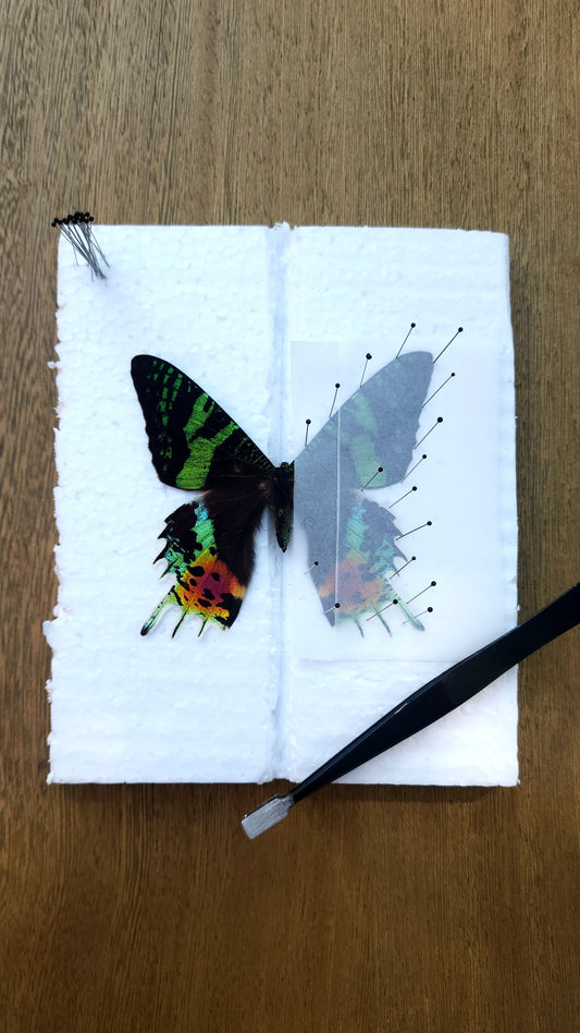 Sunset Moth Pinning Class - Saturday 6/27/26 at 2pm