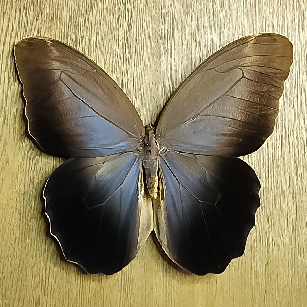Owl Butterfly - Unmounted Specimen