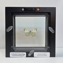 Load image into Gallery viewer, Falcate Orangetip Butterfly Shadow Box Frame
