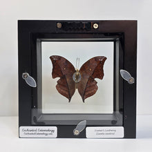 Load image into Gallery viewer, Cramer&#39;s Leafwing Butterfly Shadow Box Frame

