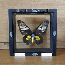 Load image into Gallery viewer, Rare Golden Birdwing Butterfly Shadow Box Frame Discounted
