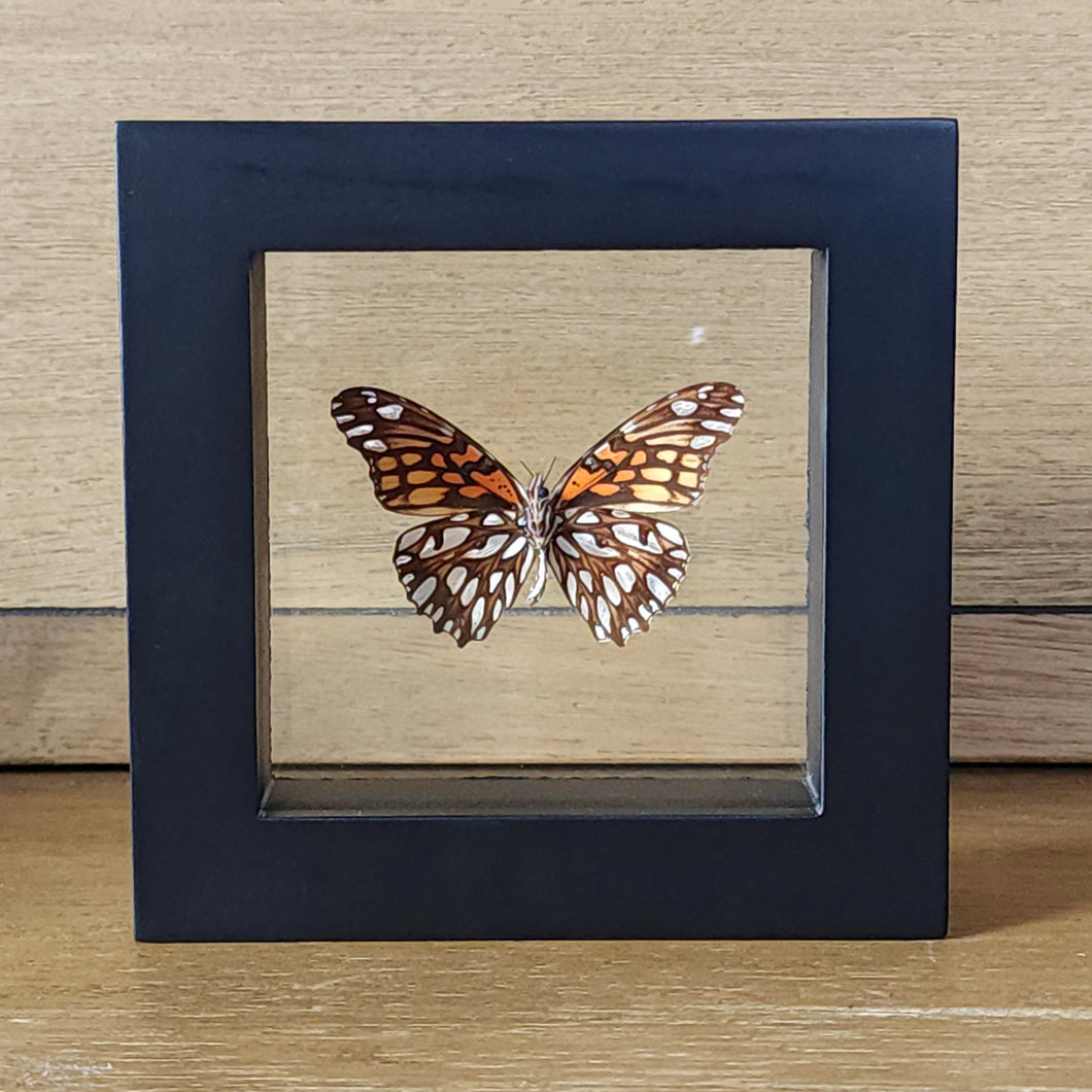 Mexican Silverspot Butterfly Shadow Box Frame