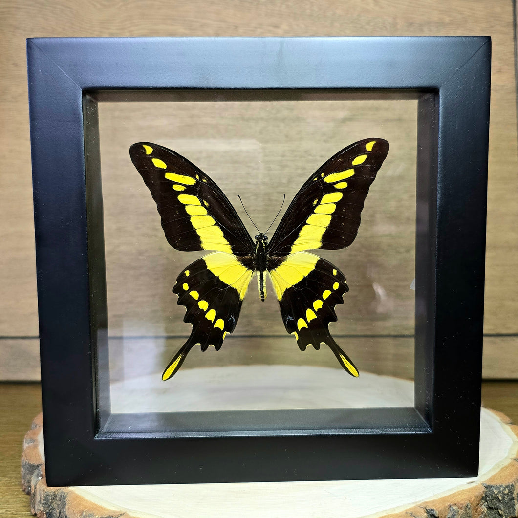 King Swallowtail Butterfly Shadow Box Frame