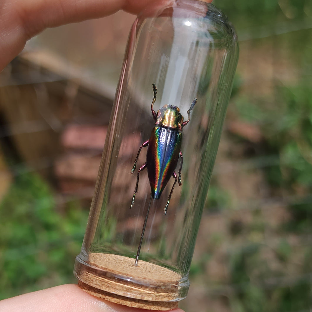 Rainbow Jewel Beetle