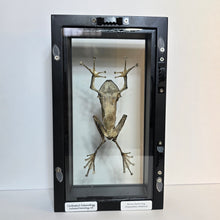 Load image into Gallery viewer, Borneo Eared Frog Shadow Box Frame
