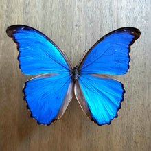 Load image into Gallery viewer, Giant Blue Morpho - Unmounted Specimen
