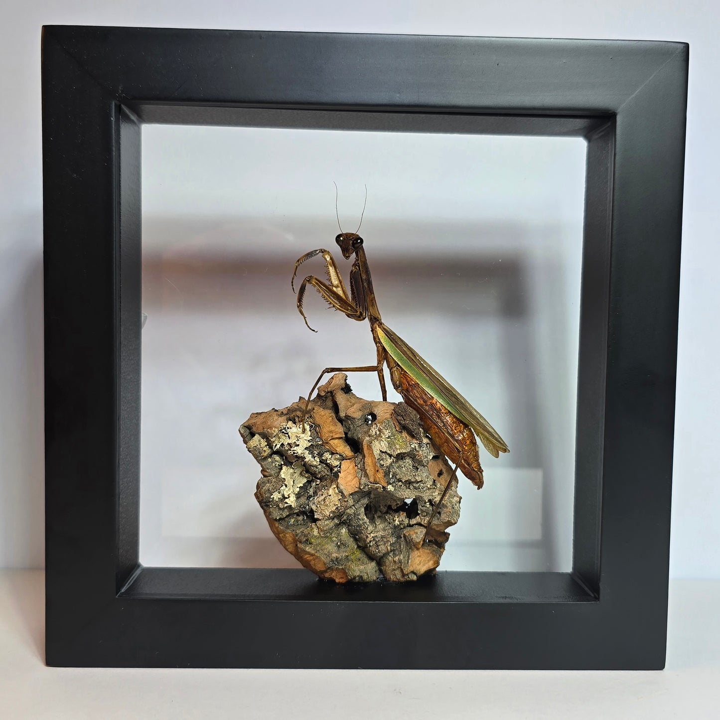 Custom Preservation - Mantis Shadowbox
