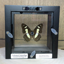 Load image into Gallery viewer, Metamorpha Butterfly Shadow Box Frame
