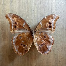 Load image into Gallery viewer, Giant Blue Morpho - Unmounted Specimen
