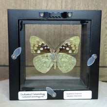 Load image into Gallery viewer, Japanese Emperor Butterfly Shadow Box Frame
