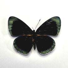 Load image into Gallery viewer, Hewitson&#39;s Glory - Unmounted/Papered Specimen
