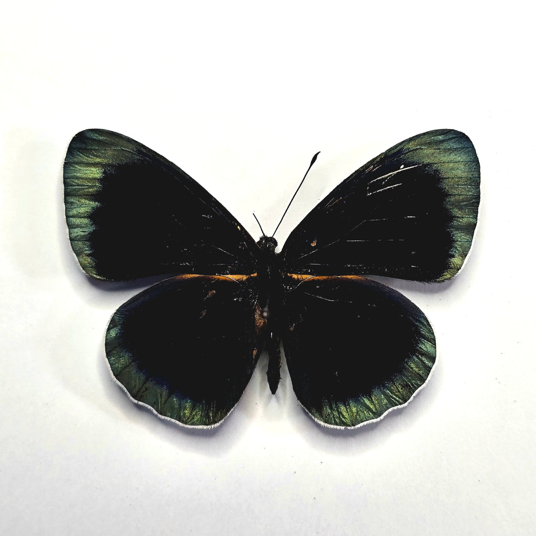 Hewitson's Glory - Unmounted/Papered Specimen