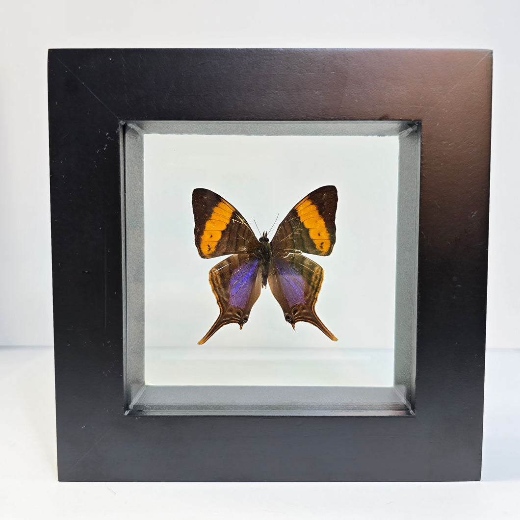 Marcella Daggerwing Butterfly Shadow Box Frame