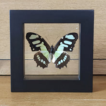 Load image into Gallery viewer, Malachite Butterfly Shadow Box Frame
