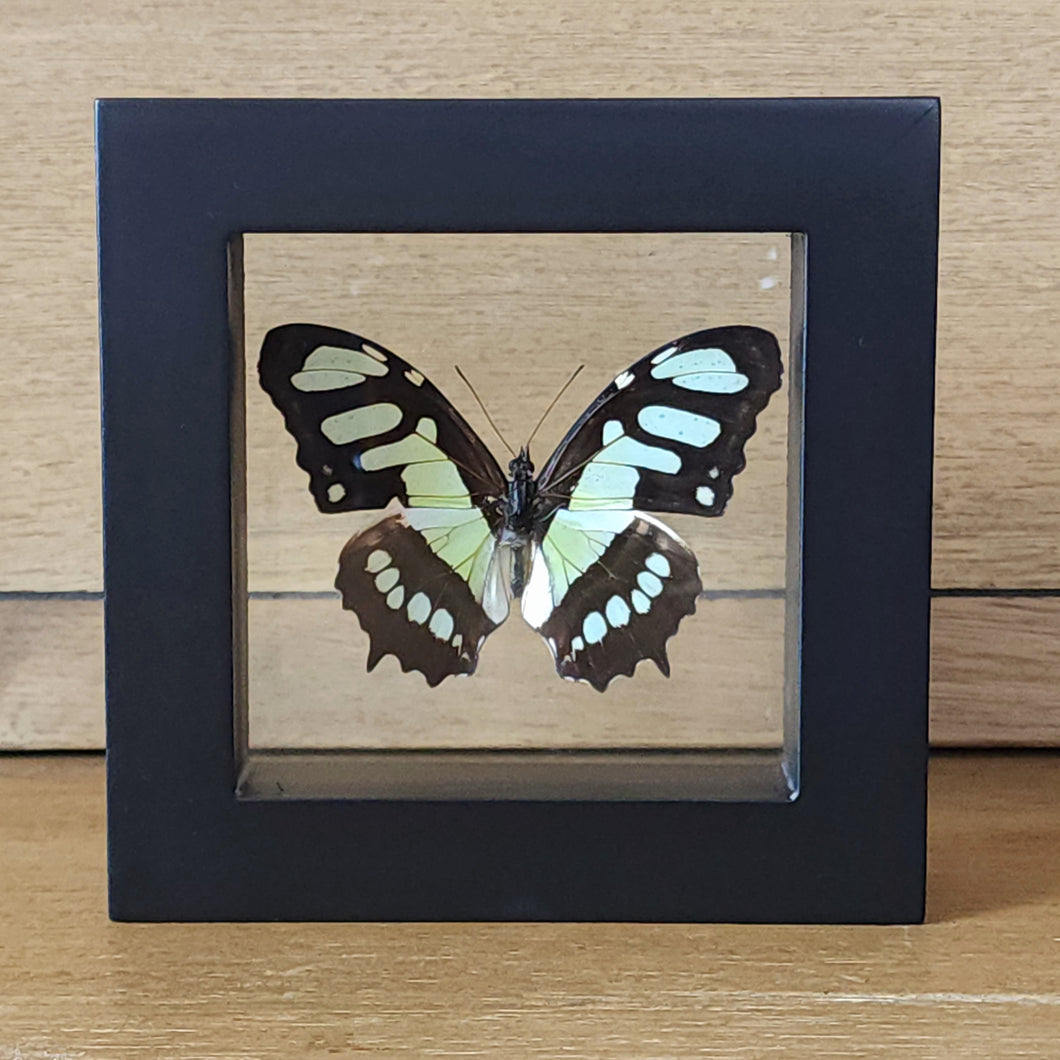 Malachite Butterfly Shadow Box Frame