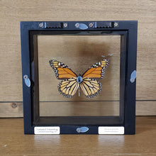 Load image into Gallery viewer, Monarch Butterfly Shadow Box Frame
